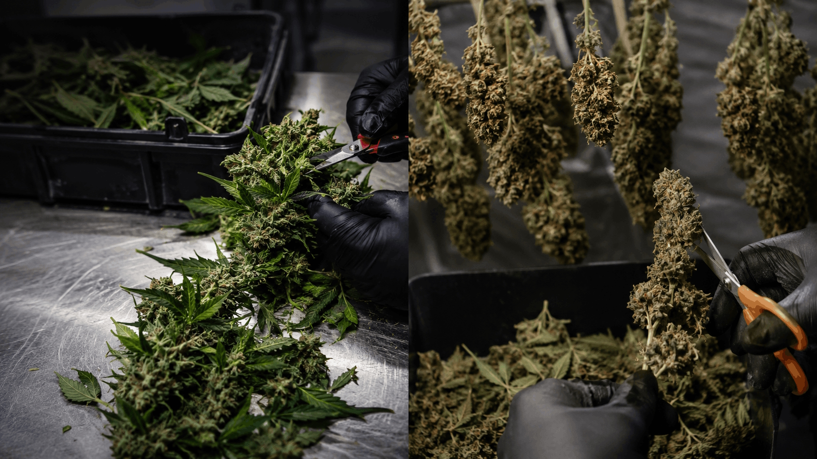 Split-screen comparison: freshly cut wet cannabis being trimmed on the left, dried branch being trimmed on the right