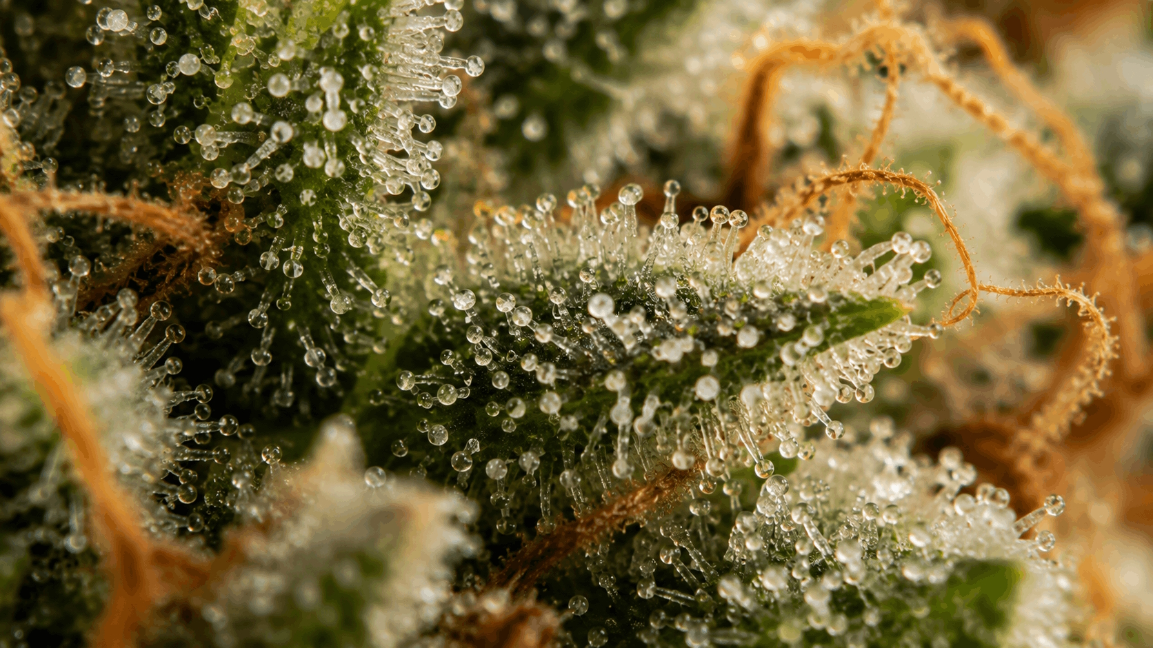 Macro shot of cannabis trichomes: clear, milky and amber heads next to each other