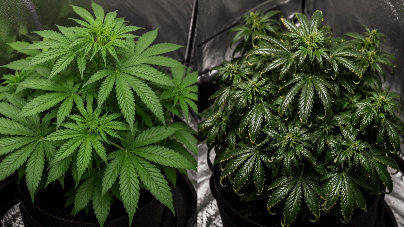 Side-by-side comparison of a healthy cannabis plant and an overfed plant with dark curling leaves and burned tips