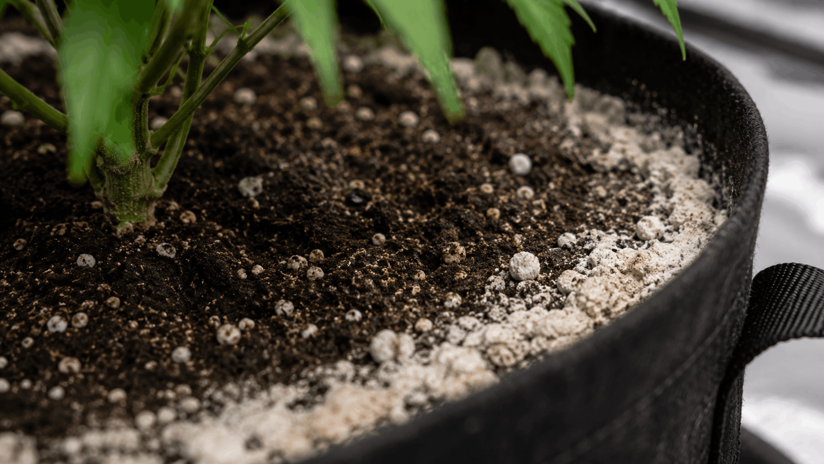 White salt crust on the rim of a cannabis pot
