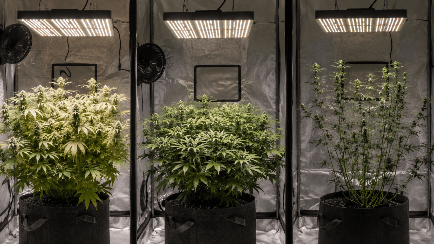 Three cannabis plants side by side showing lamp too close, perfect distance, and lamp too far