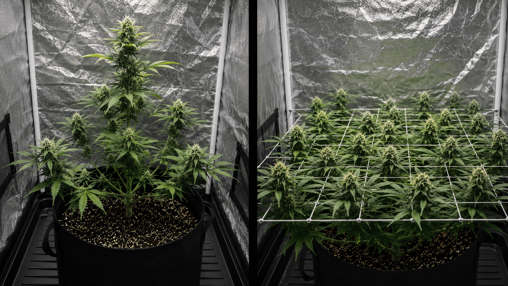 Side-by-side comparison of an untrained tall single-cola cannabis plant and a wide trained bush with many even top colas under LED