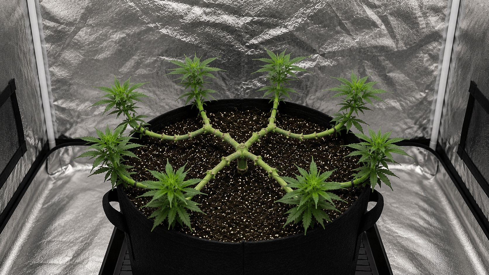 Close-up of a mainlined cannabis plant with symmetrical manifold of colas radiating from a central hub