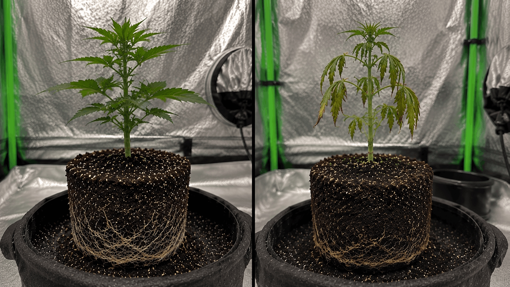 Side-by-side comparison of a healthy white cannabis root ball on the left and a rotted, dark, mushy root ball on the right
