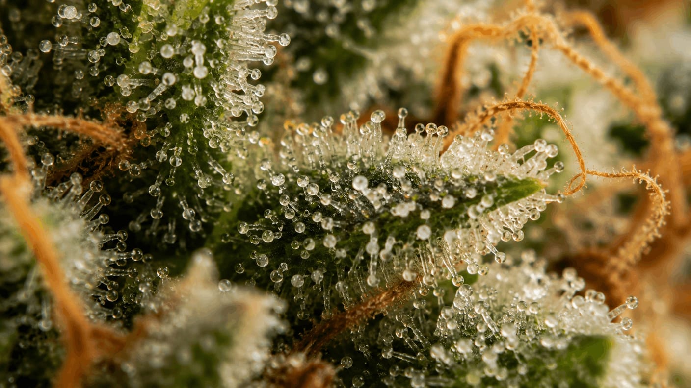 Macro shot of cannabis trichomes: clear, milky and amber heads next to each other