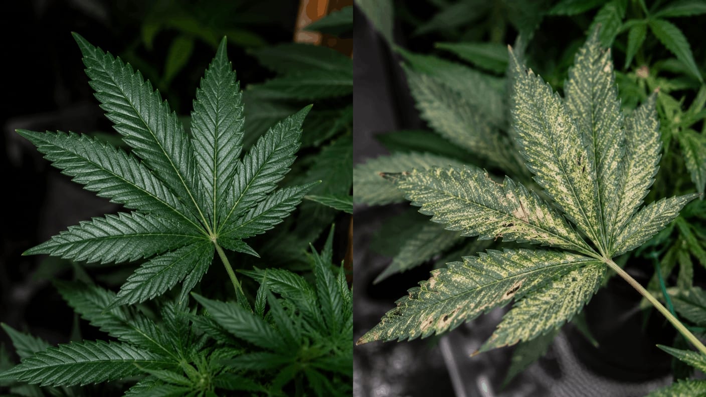 Side-by-side comparison of a healthy dark green cannabis leaf and a pest-damaged leaf showing silver streaks and white stippling