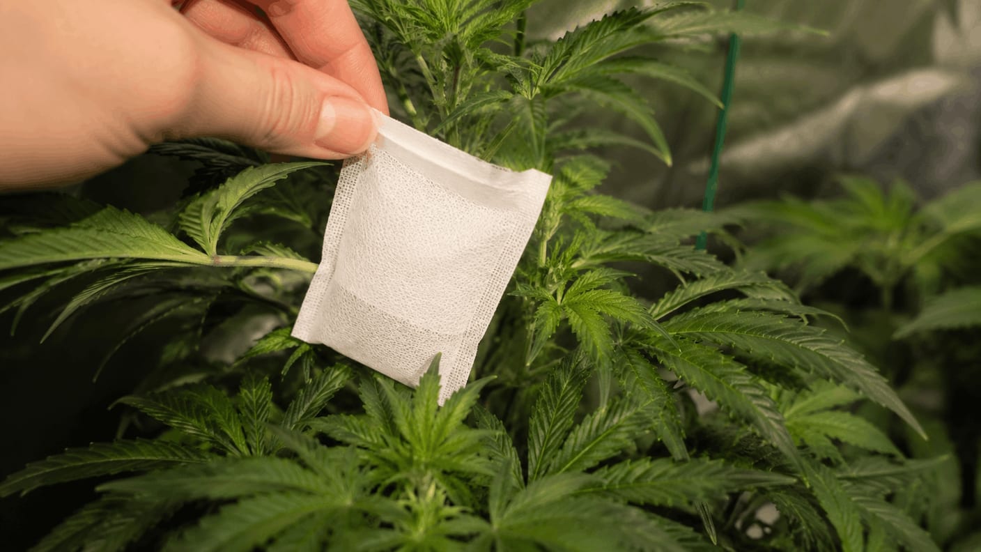 Sachet of predatory mites clipped to a cannabis stem inside a grow tent, with beneficial mites visible on the leaves