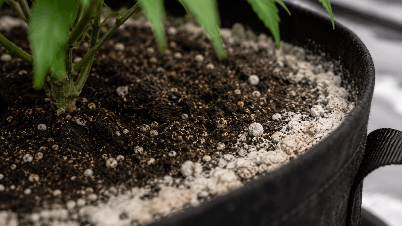 White salt crust on the rim of a cannabis pot