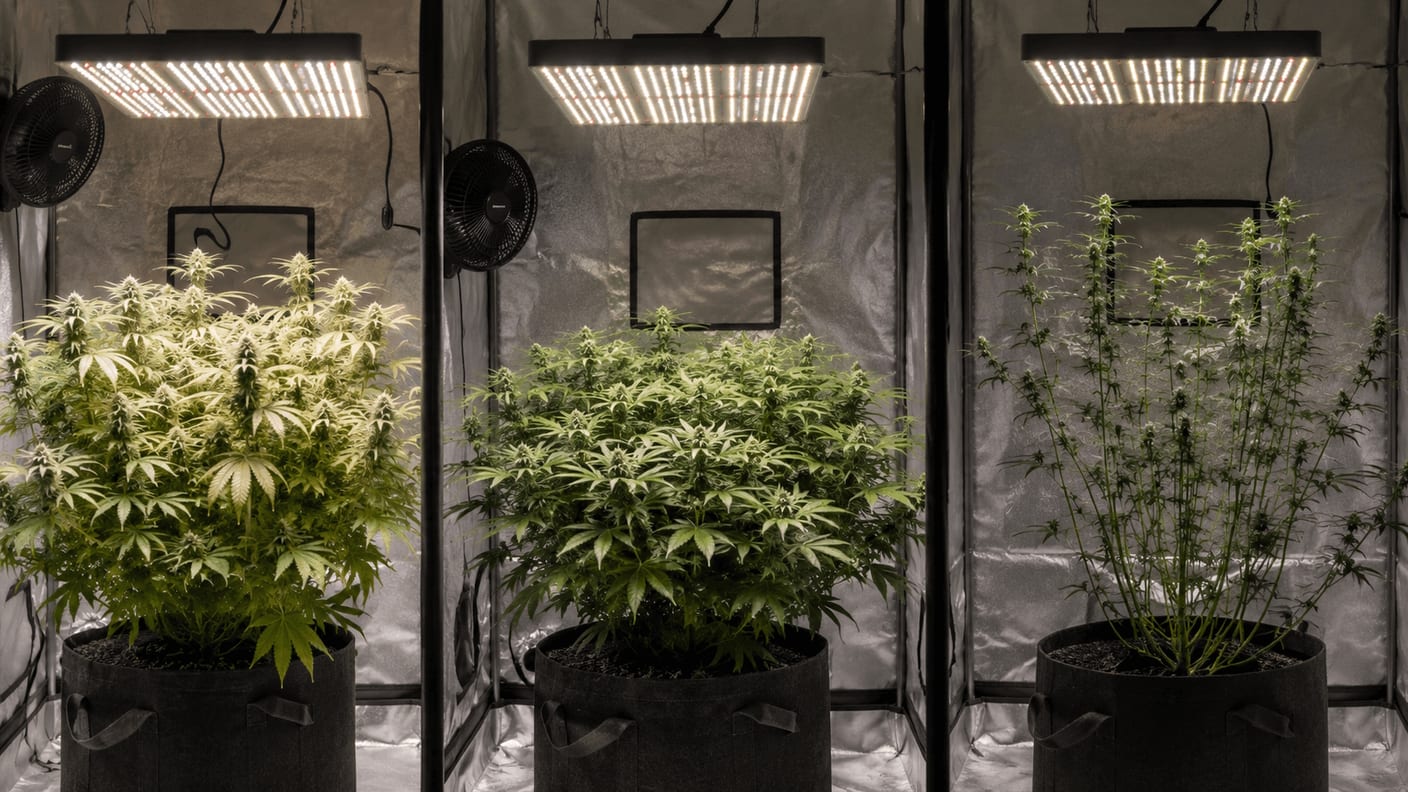Three cannabis plants side by side showing lamp too close, perfect distance, and lamp too far